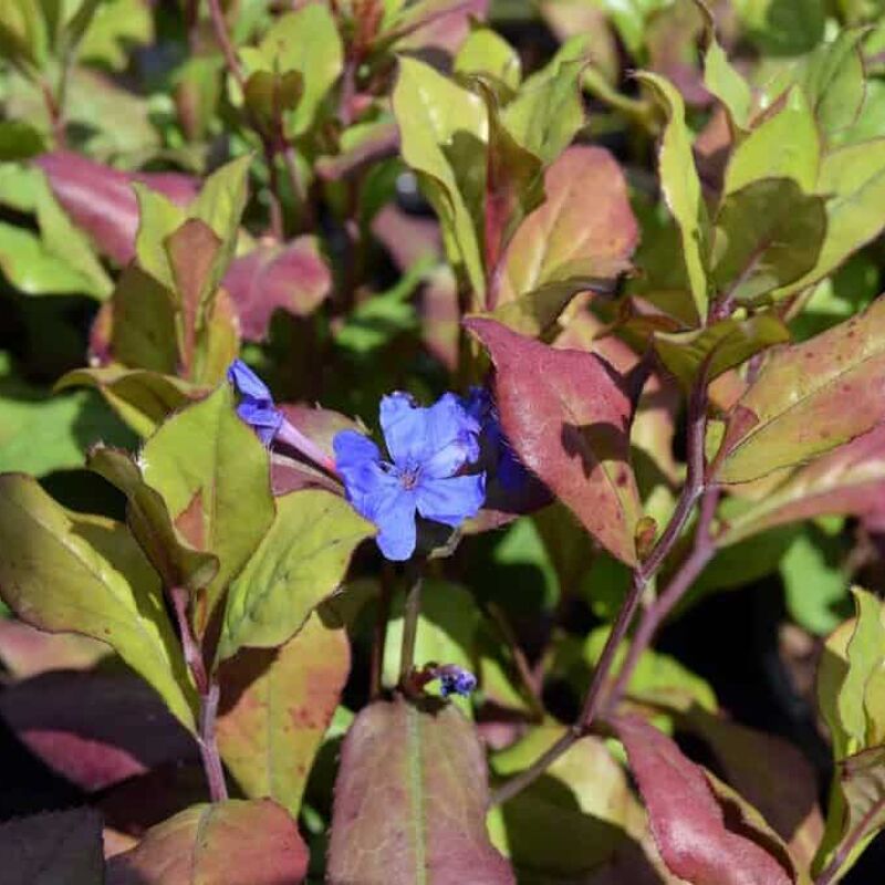 Ceratostigma plumbaginoides ---